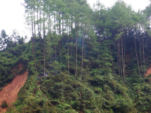 Timber harvesting.